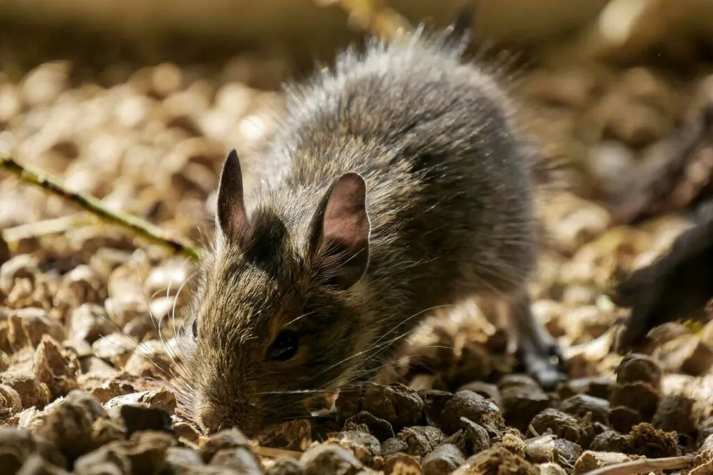 Degu