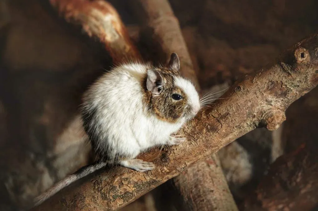 Degu