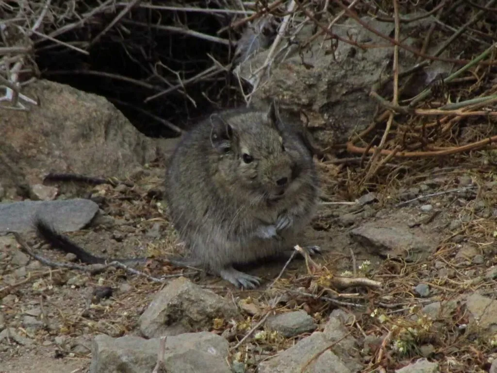 Degu