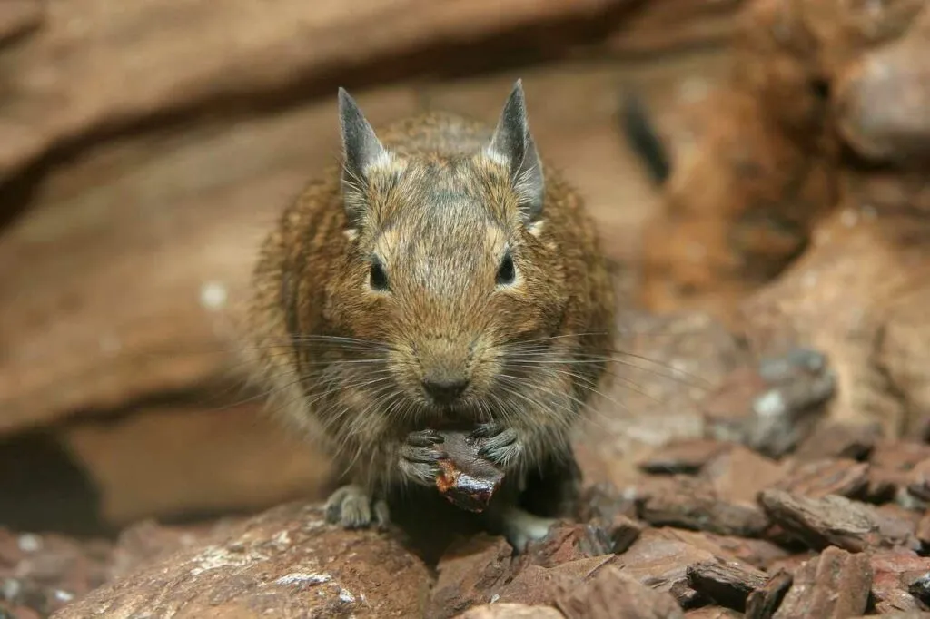 Degu