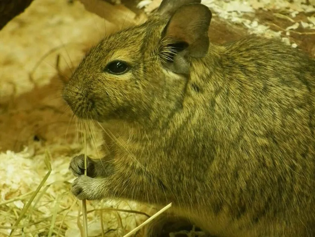 Degu