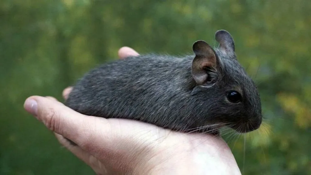 Degu