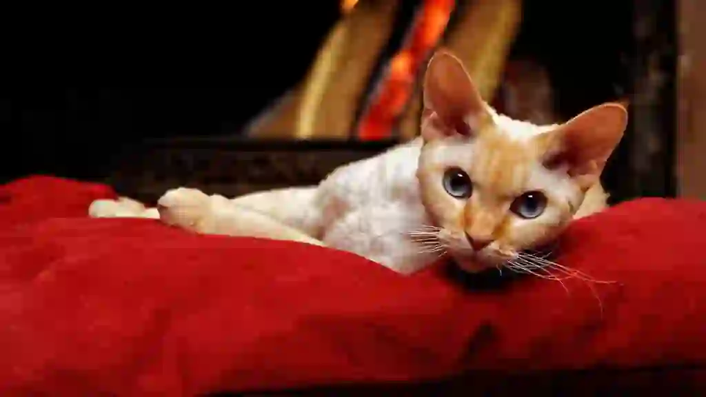 Devon Rex