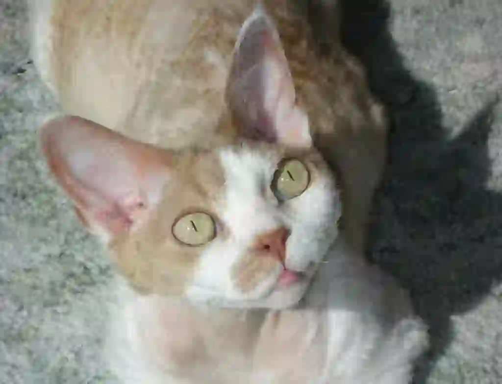 Devon Rex