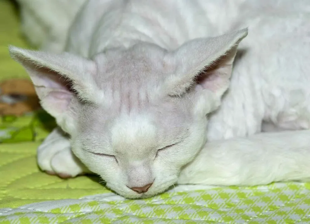 Devon Rex