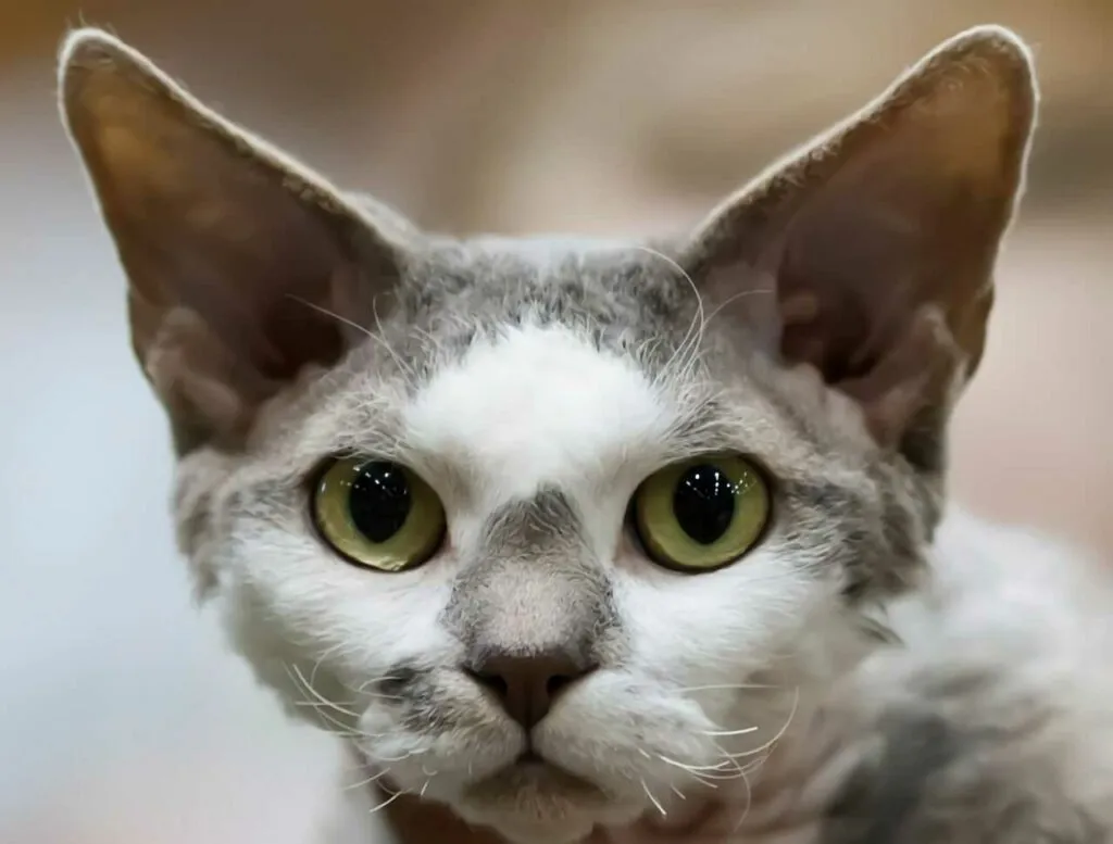 Devon Rex