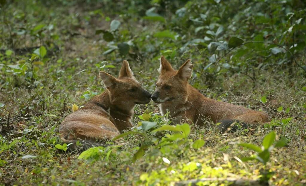 Dhole