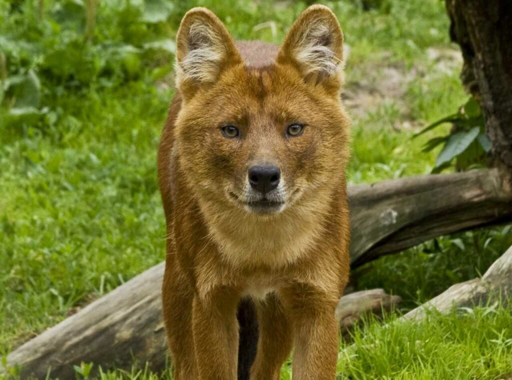 Dhole