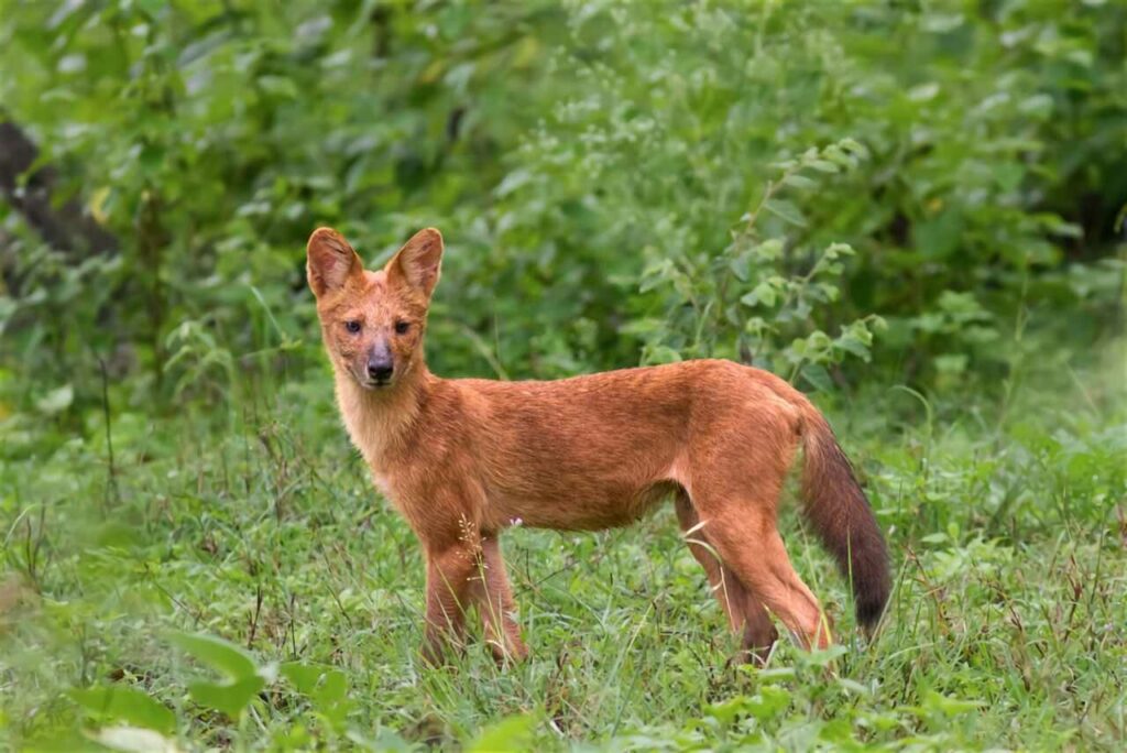 Dhole