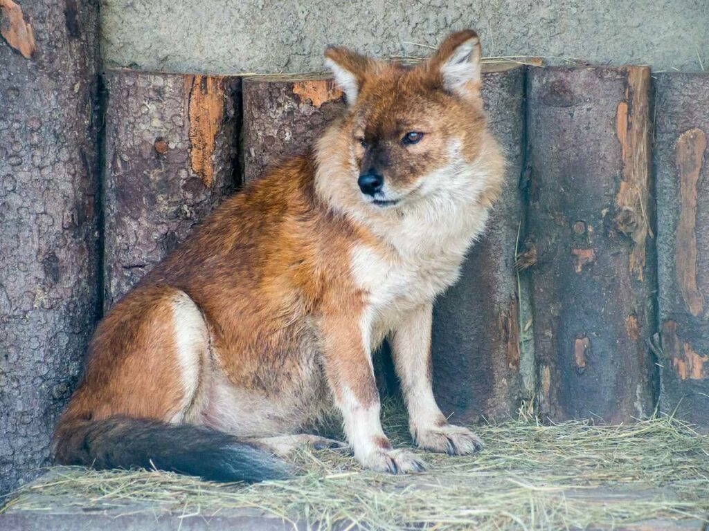 Dhole