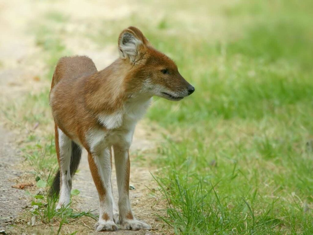 Dhole