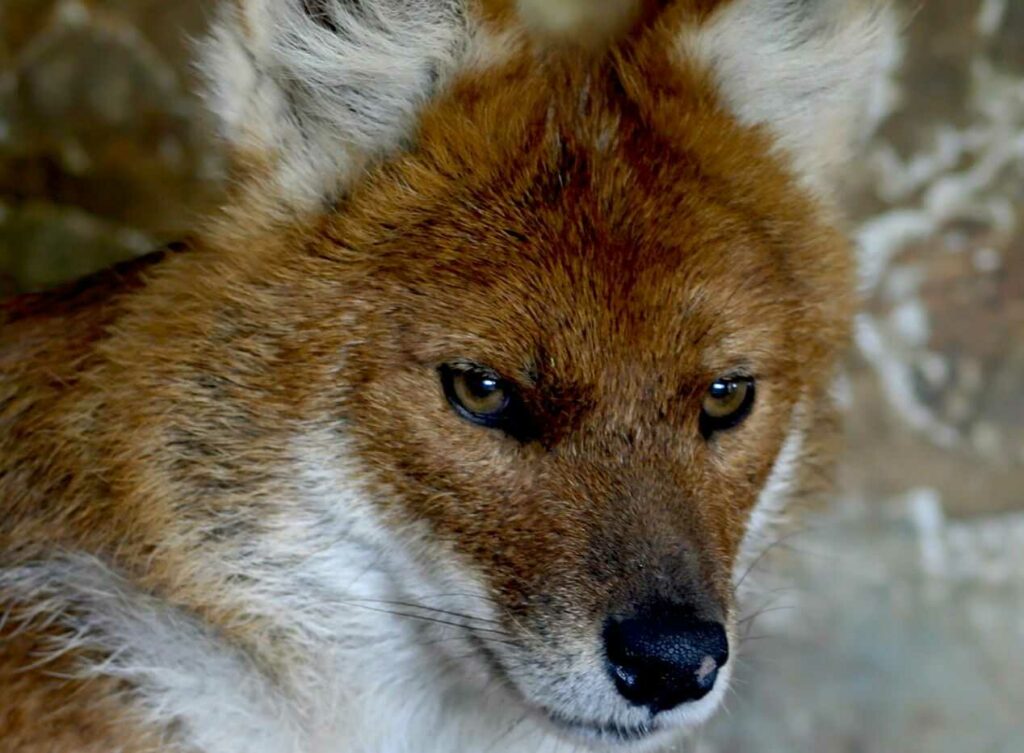 Dhole