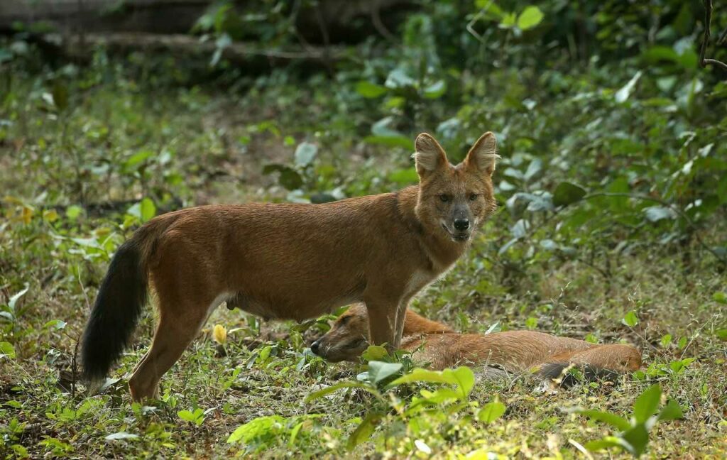 Dhole