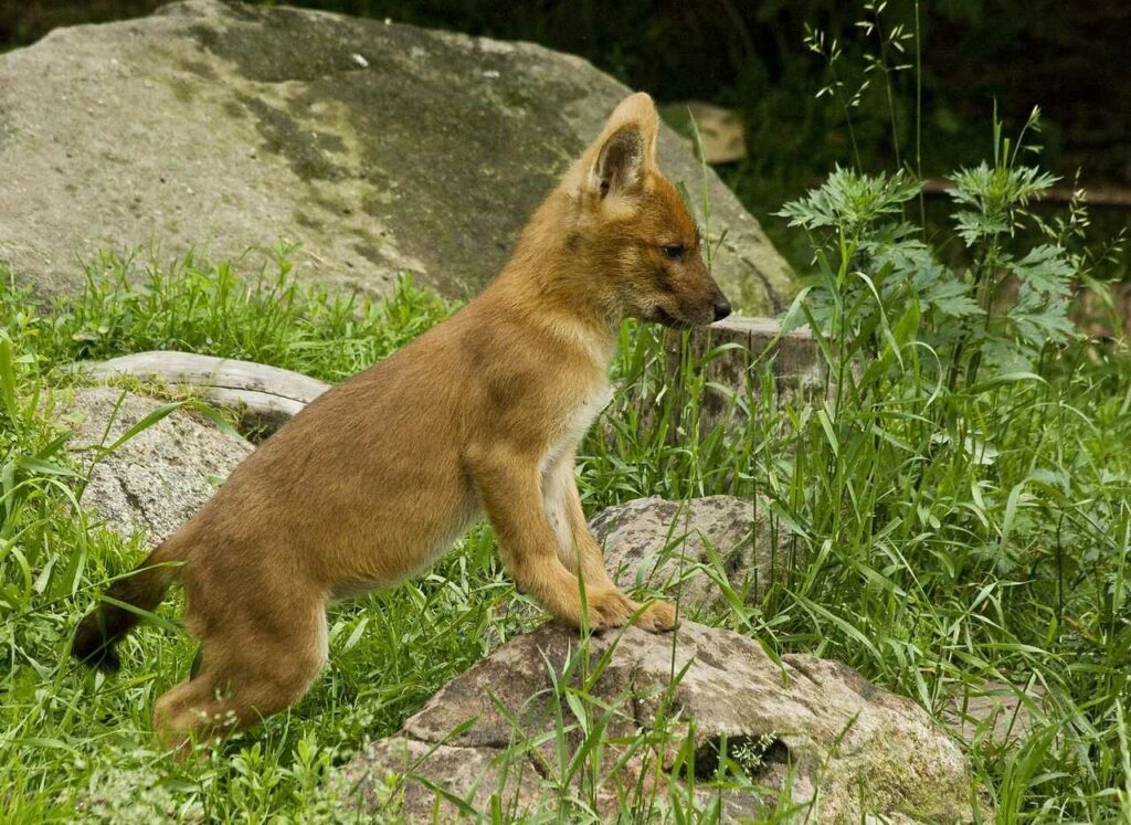 Dhole