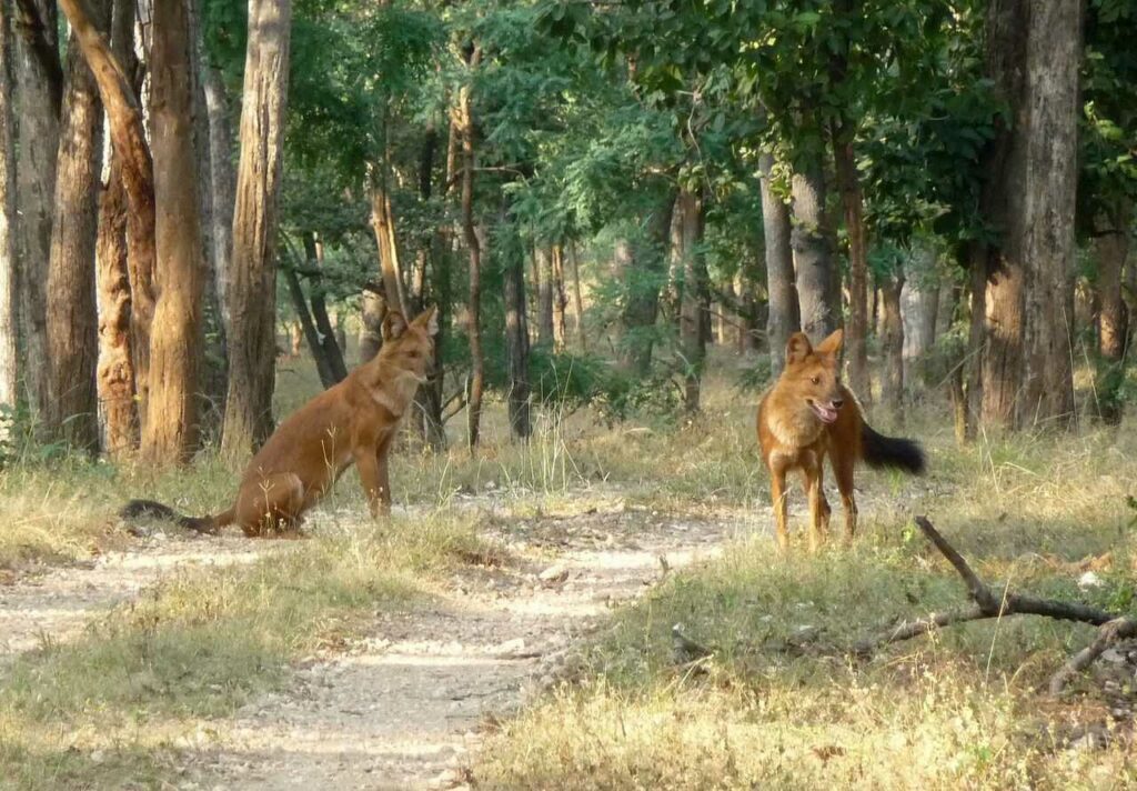 Dhole