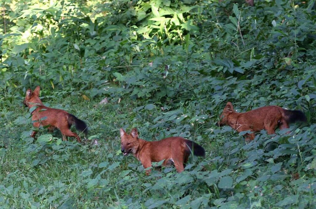 Dhole