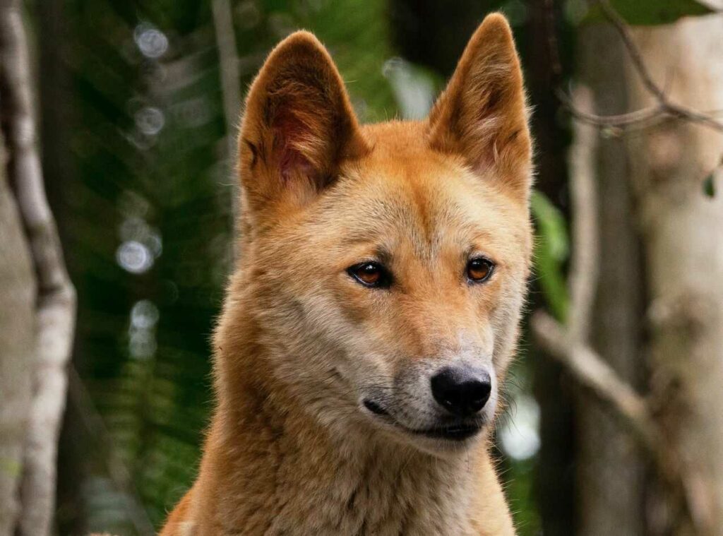 Dingo