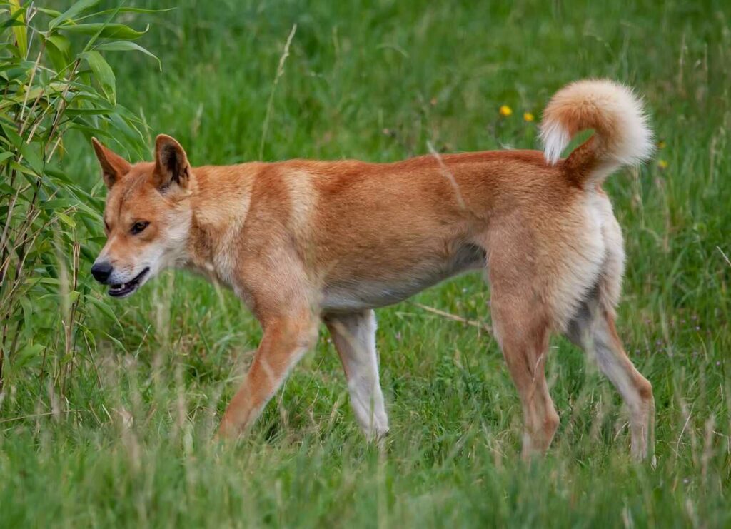 Dingo