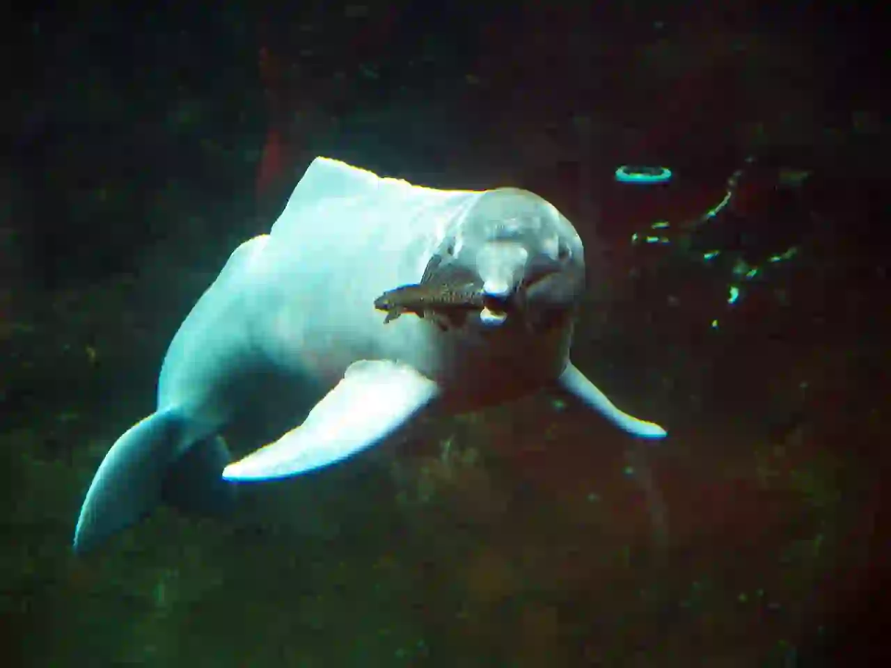 Amazon River Dolphin