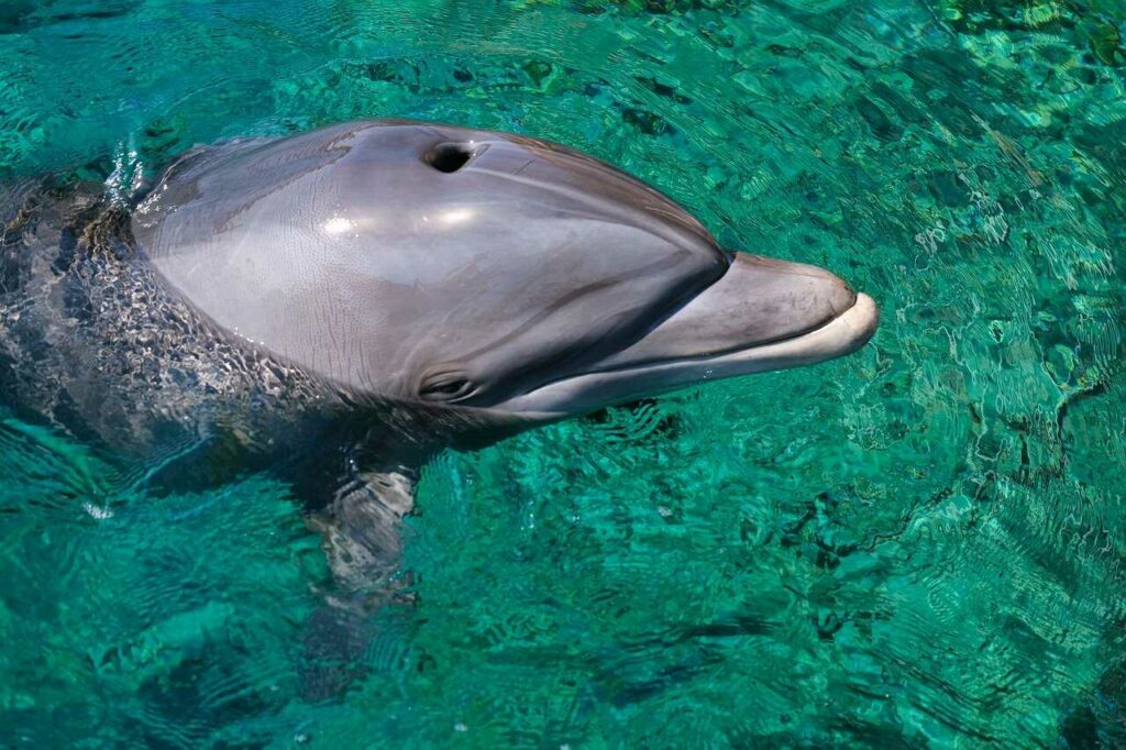 Dolphin