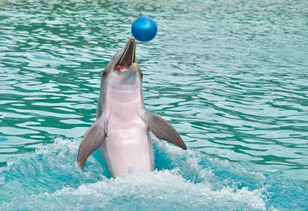 Dolphin