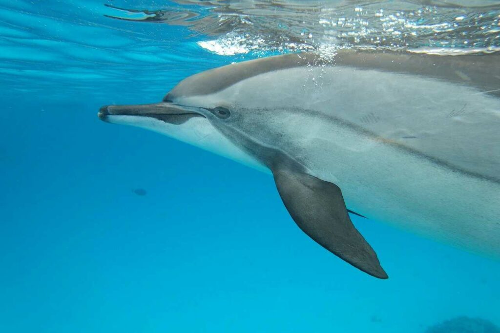 Dolphin