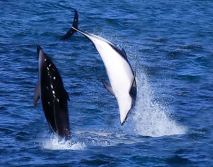 海面をジャンプするハラジロカマイルカ