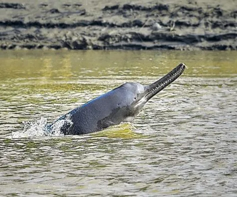 ガンジス川を泳ぐガンジスカワイルカ