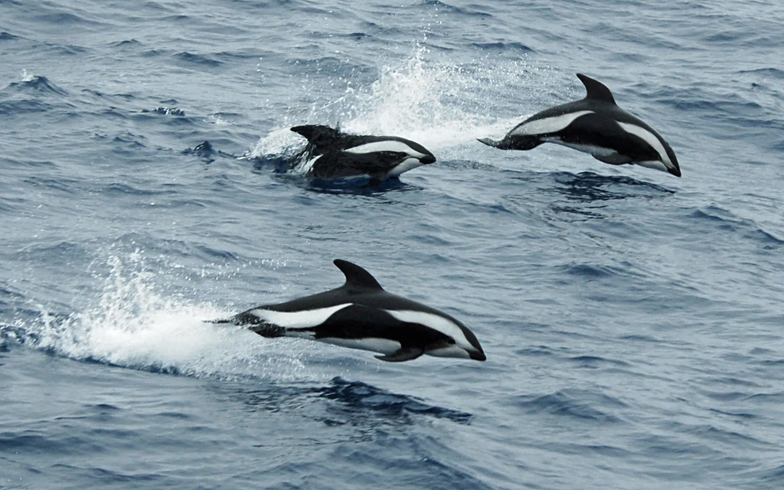 南極海の海面をジャンプするダンダラカマイルカ