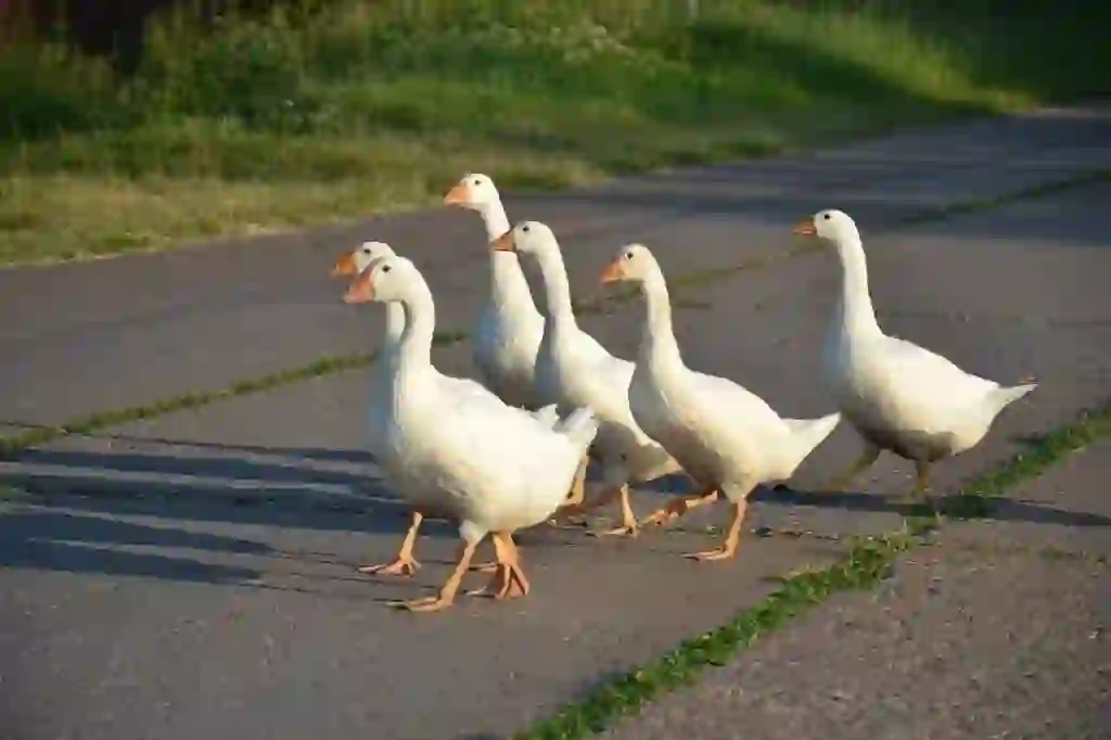 Domestic Goose