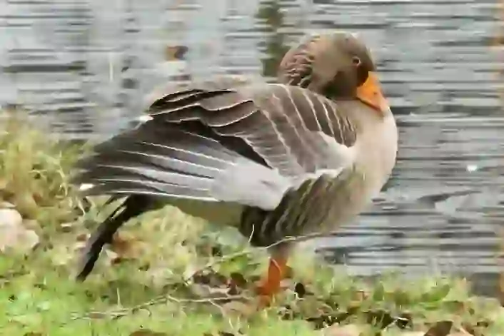 Domestic Goose