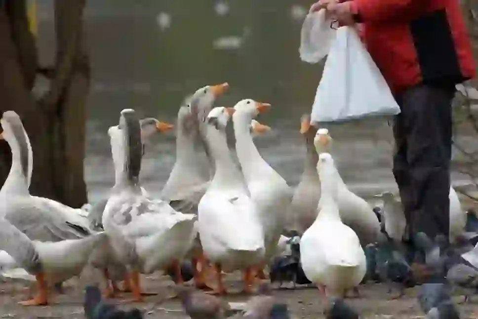 Domestic Goose