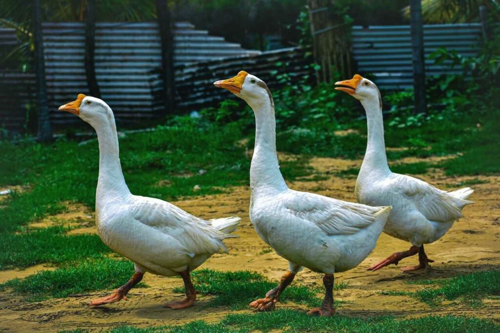 Domestic Goose