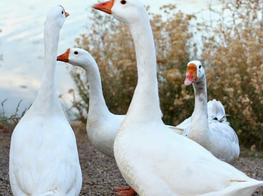 Domestic Goose