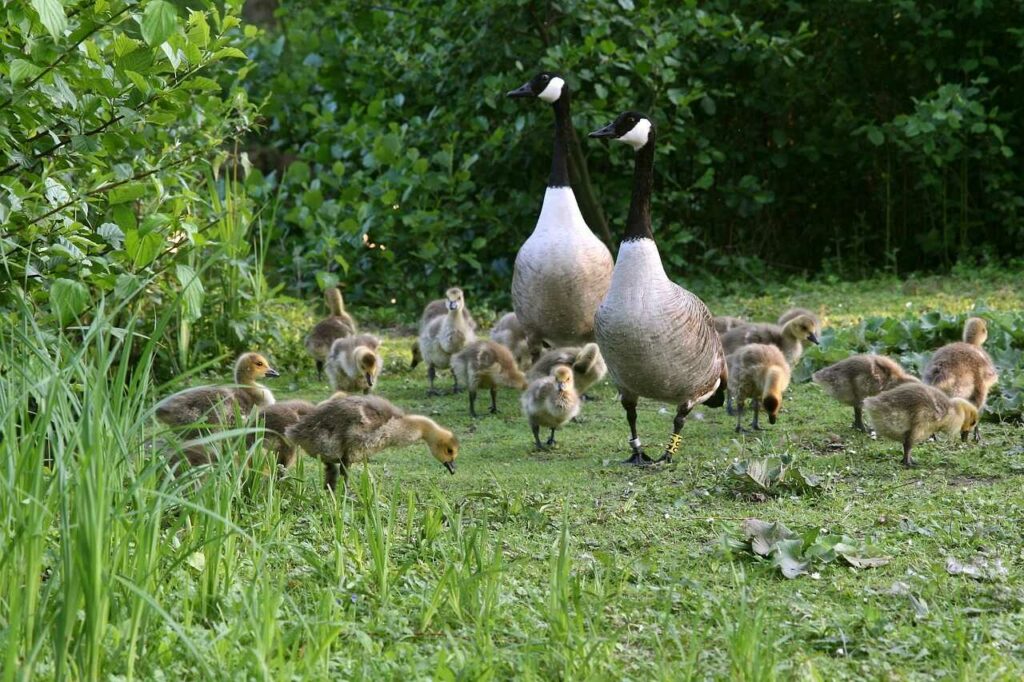 Domestic Goose