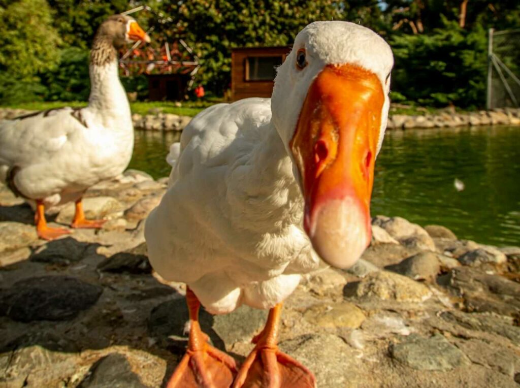 Domestic Goose