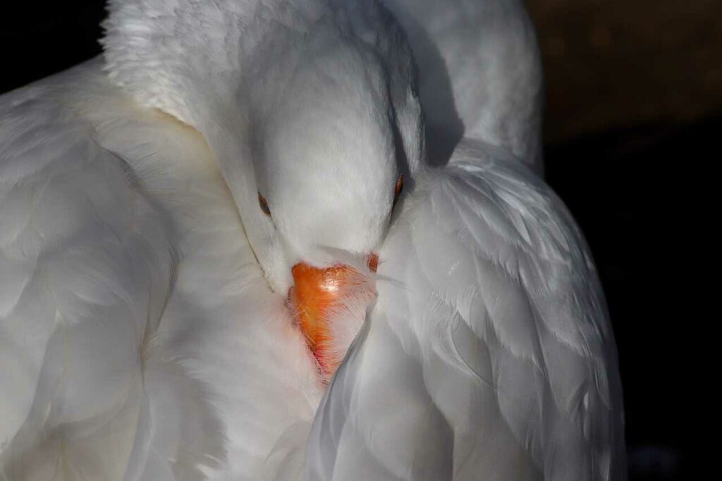 Domestic Goose