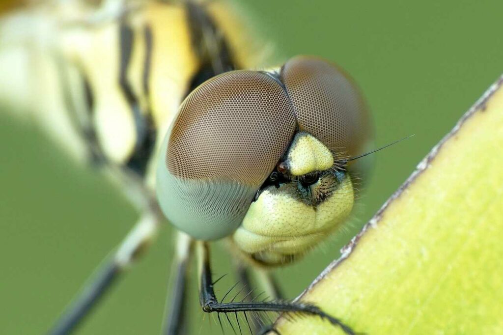 Dragonfly