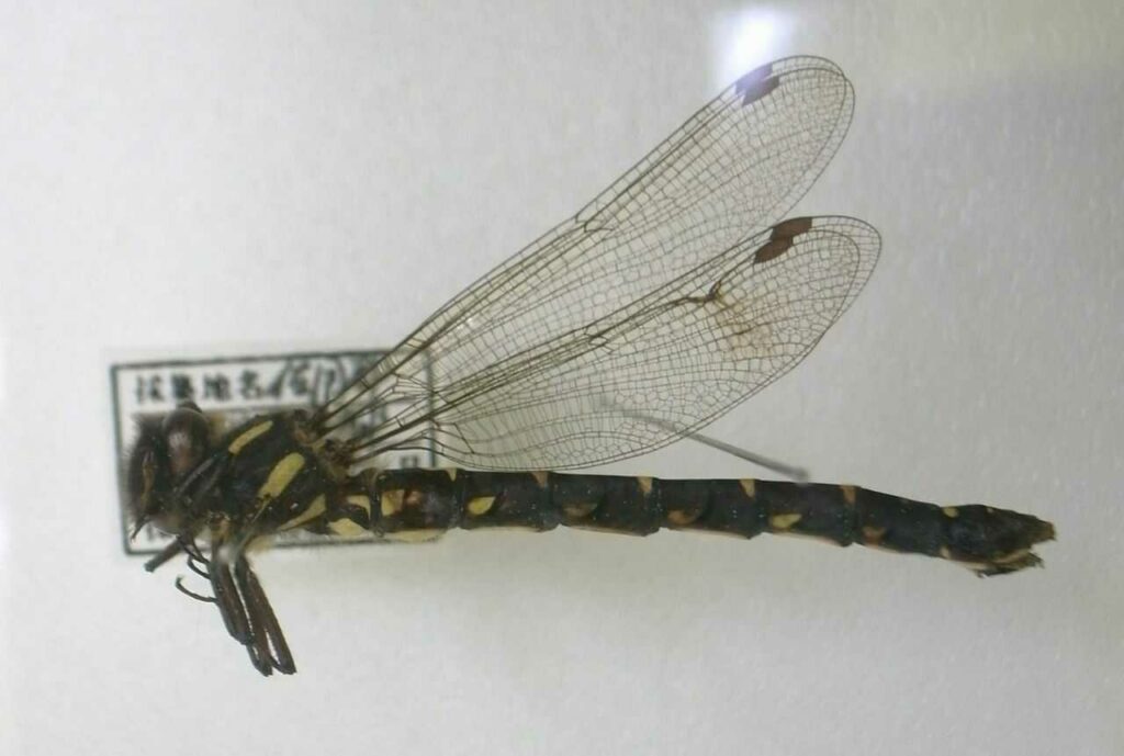 Dragonfly