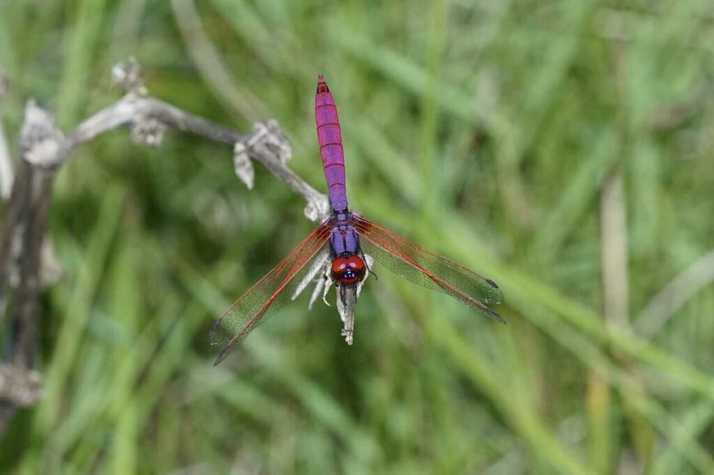 Dragonfly