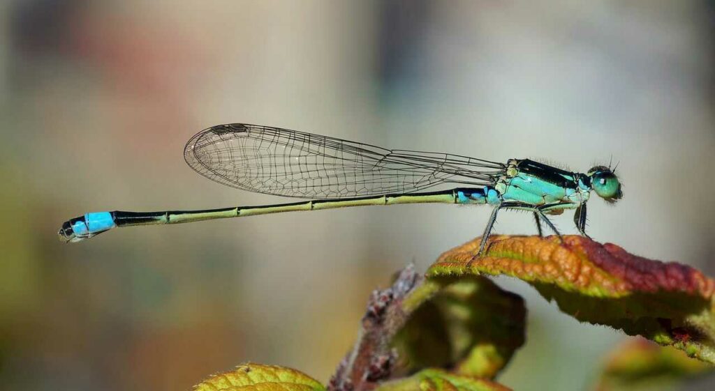 Dragonfly