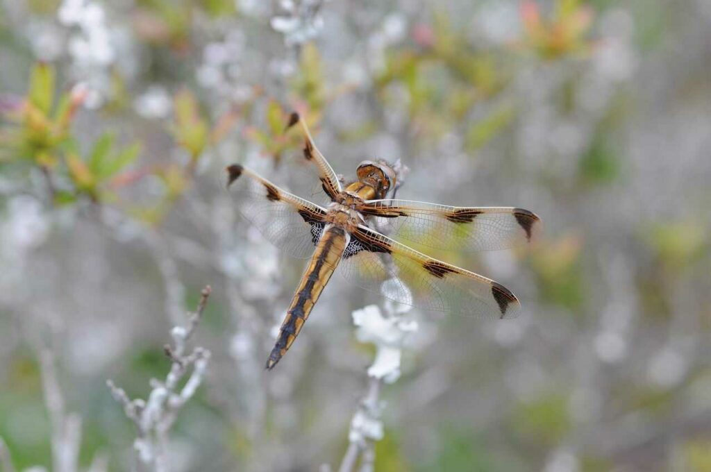 Dragonfly