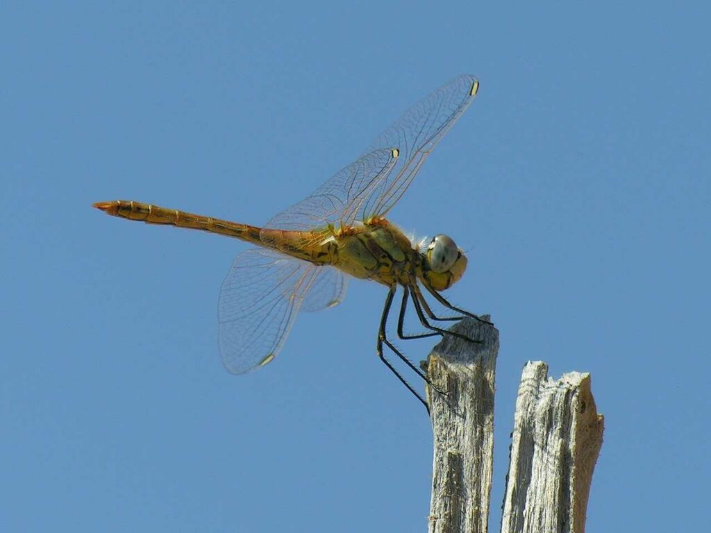 Dragonfly