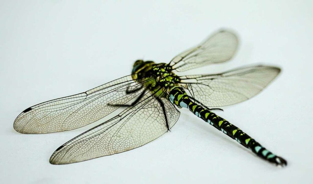 Dragonfly