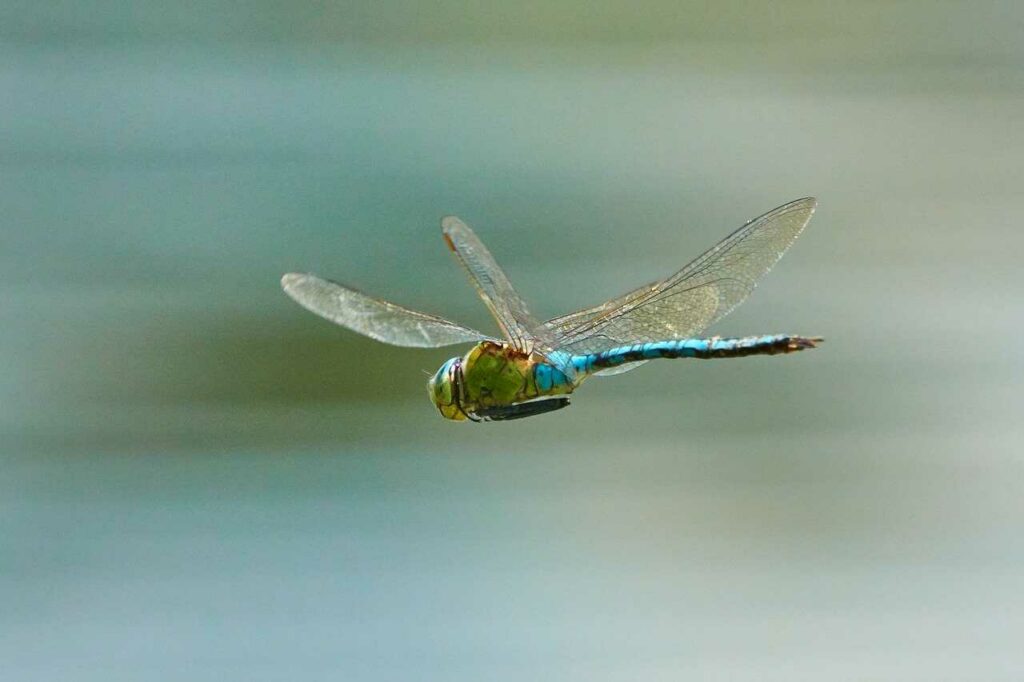 Dragonfly