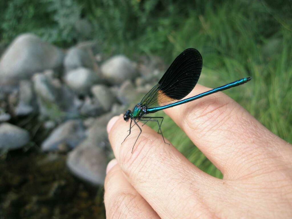 Dragonfly