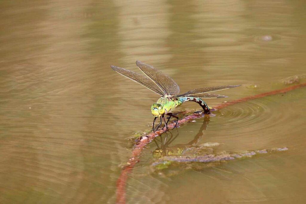 Dragonfly