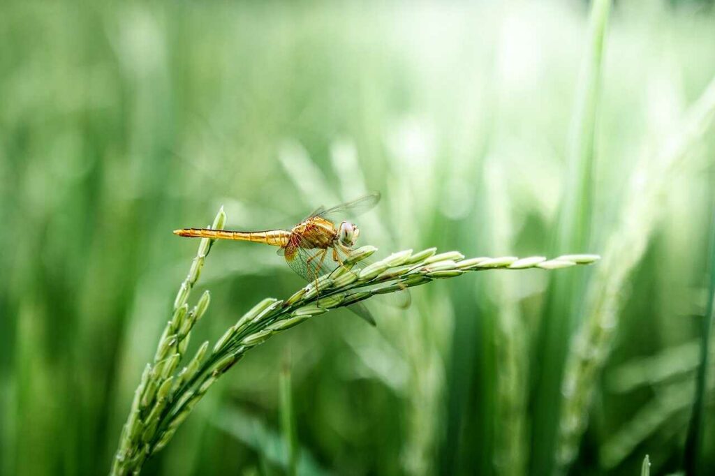 Dragonfly