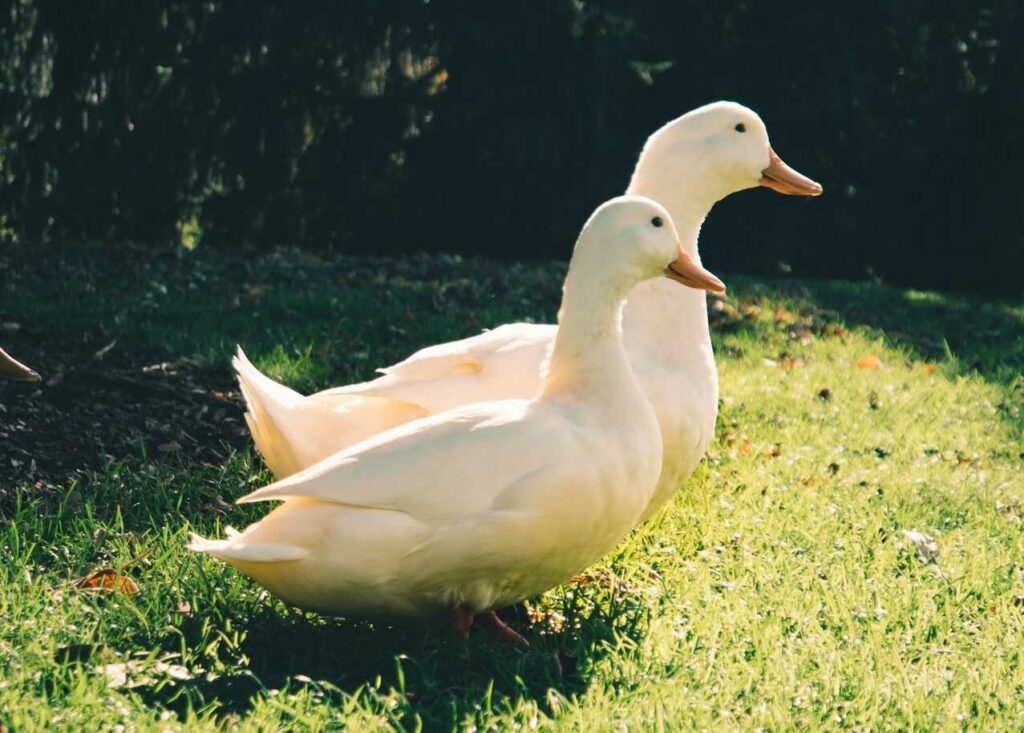 Duck