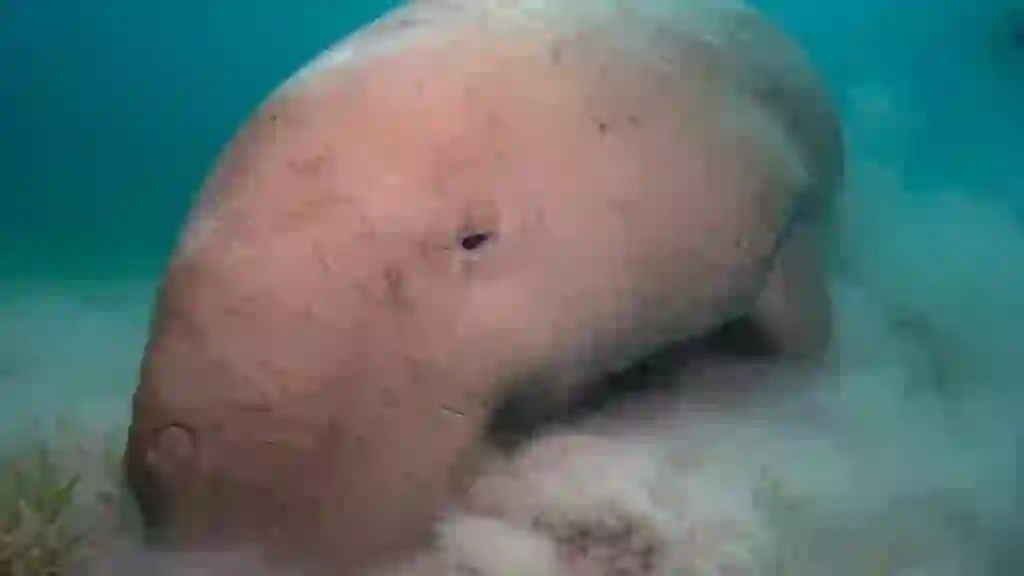 Dugong